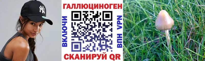 Галлюциногенные грибы Psilocybine cubensis Нязепетровск